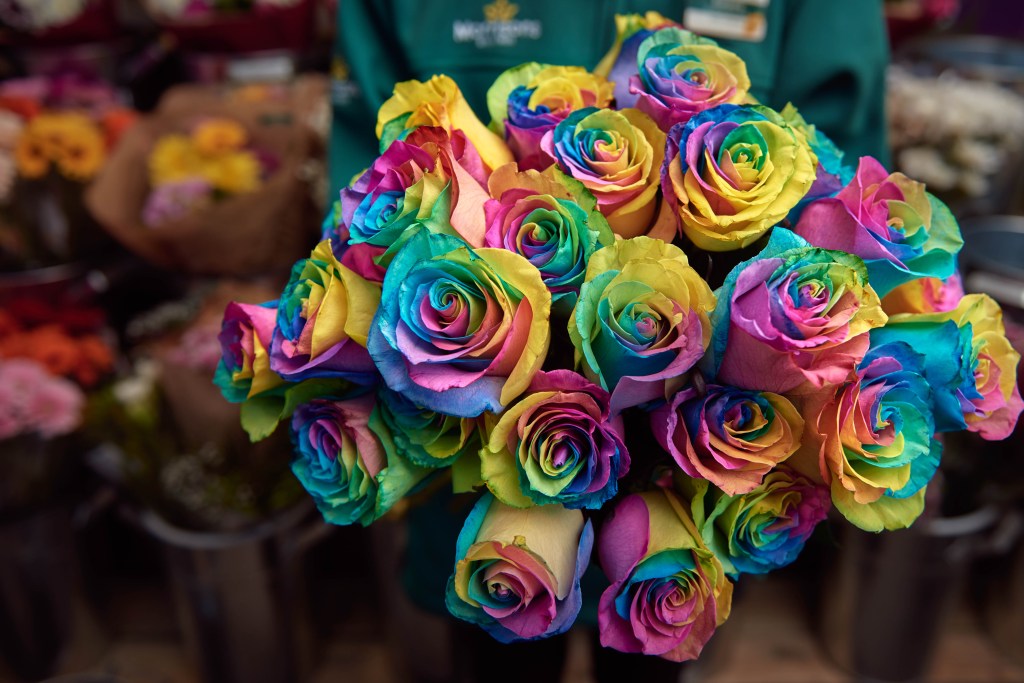 The rainbow roses will be sold for Valentine's Day, and support homeless LGBT youth.