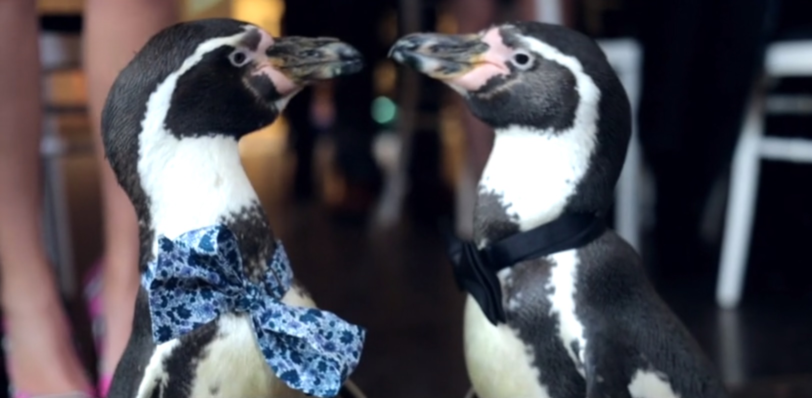 This Gay Penguin Wedding Is Everything We Need On Valentines Day Pinknews 