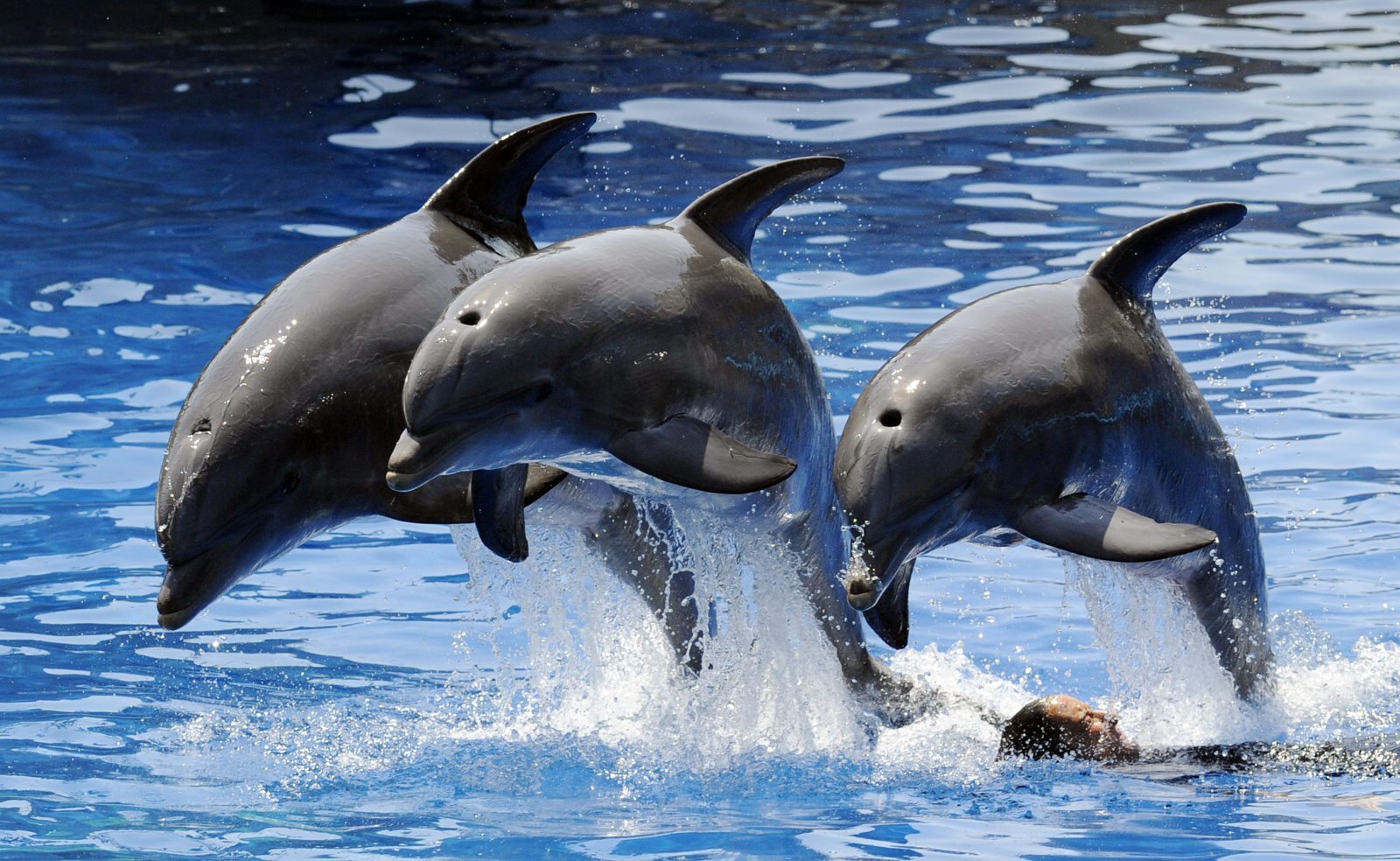 Dolphins caught having gay orgy in Australia | PinkNews