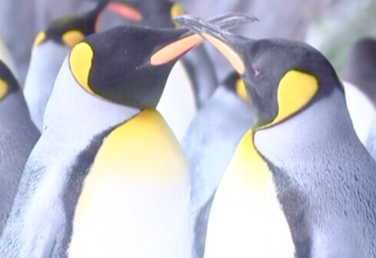 Lesbian Penguin Couple Lay Egg In Early Christmas T Pinknews 0041