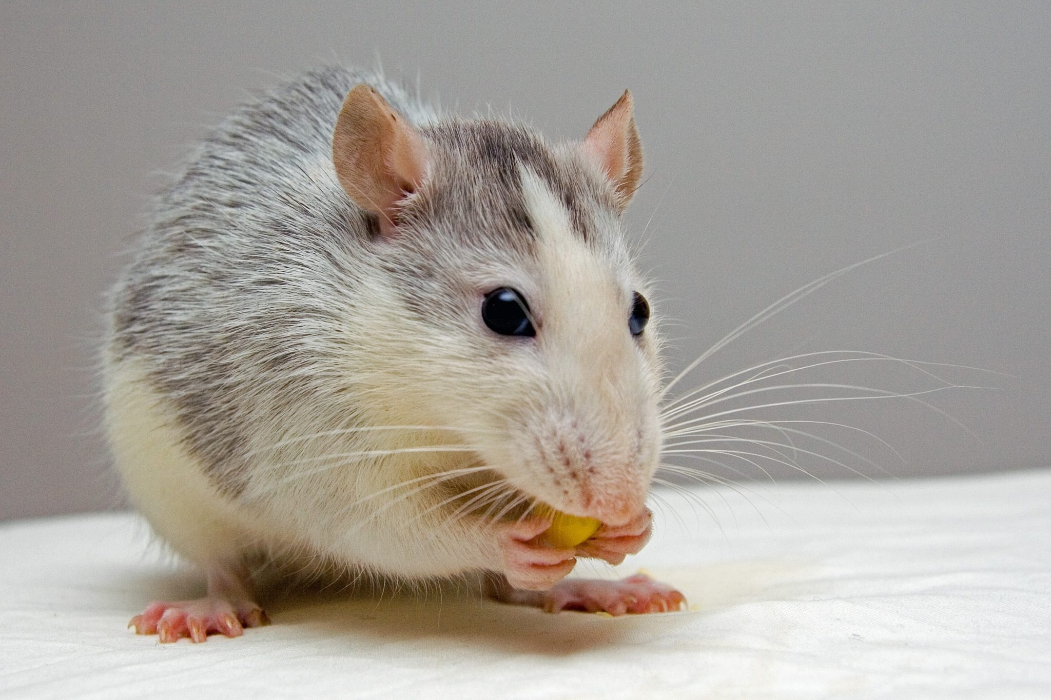 Same-sex mice have had babies | PinkNews