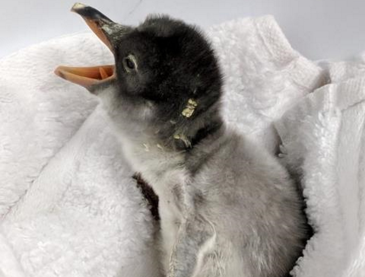 Gay penguin couple welcomes baby chick after hatching adopted egg ...