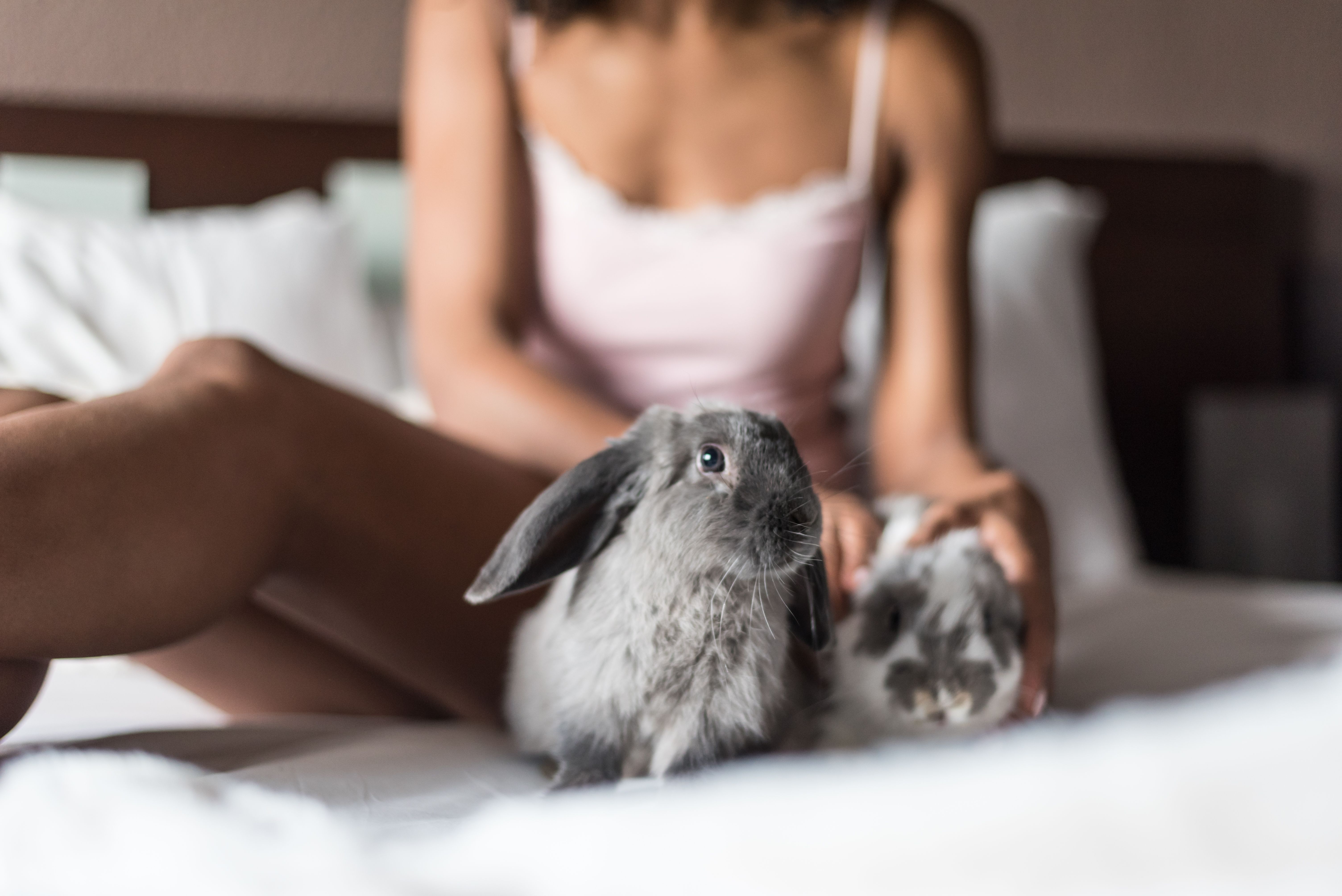 Rabbits may be key to revealing the secrets of the 'female orgasm' |  PinkNews