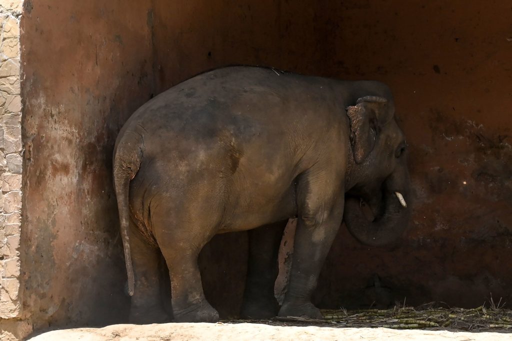 Elephant Kaavan stands under the cover of its shed behind a fence at the Marghazar Zoo in Islamabad on May 22, 2020. (AAMIR QURESHI/AFP via Getty Images)