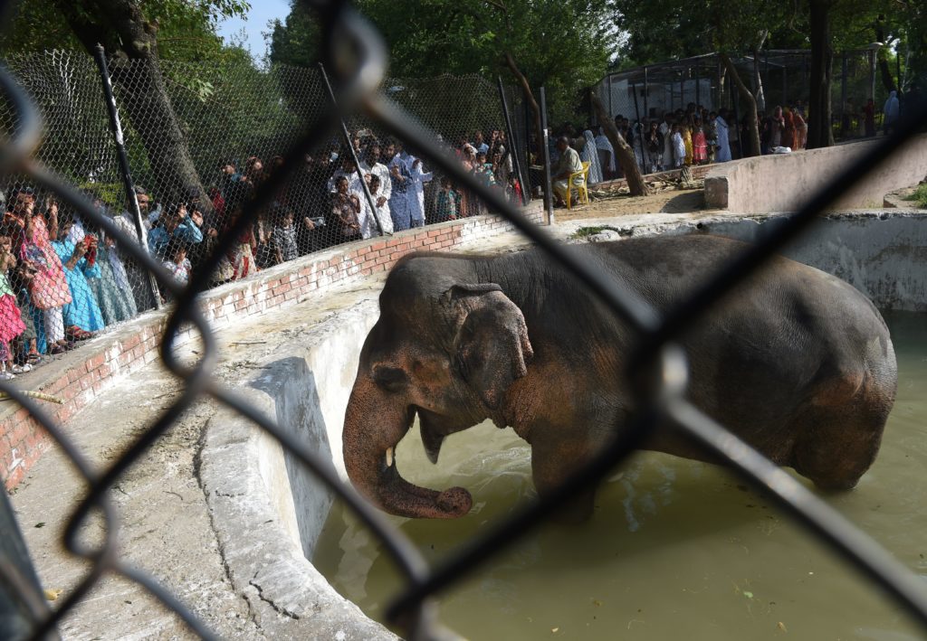 Pakistani residents gather around elephant Kaavan at the Marghazar Zoo on the Eid holidays in Islamabad on July 7, 2016. (FAROOQ NAEEM/AFP via Getty Images)
