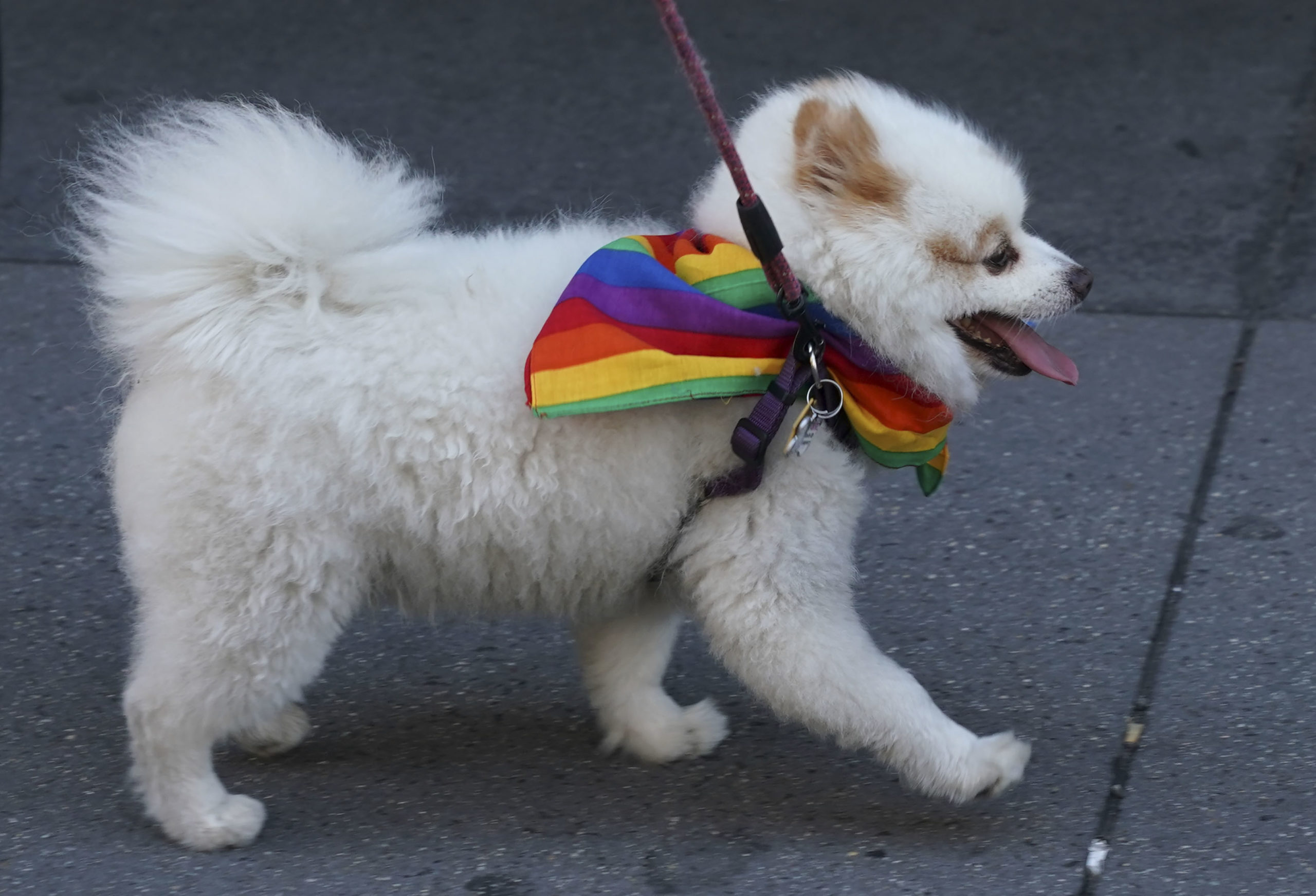 dogs pride parade