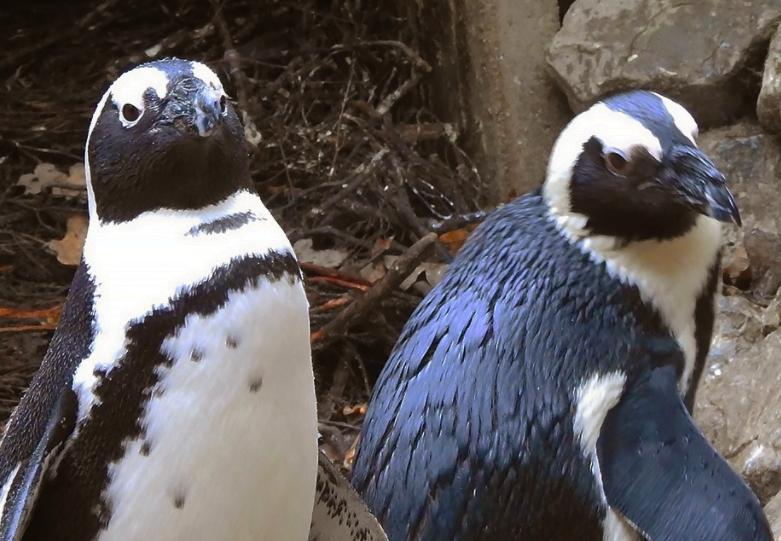 Irelands First Lesbian Penguin Couple Set Up Nest In Dingle Pinknews 2464