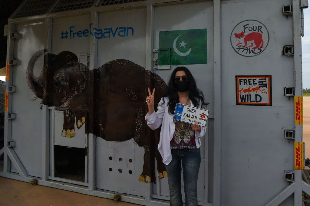 Cher Kavaan elephant