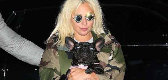 Lady Gaga dogs