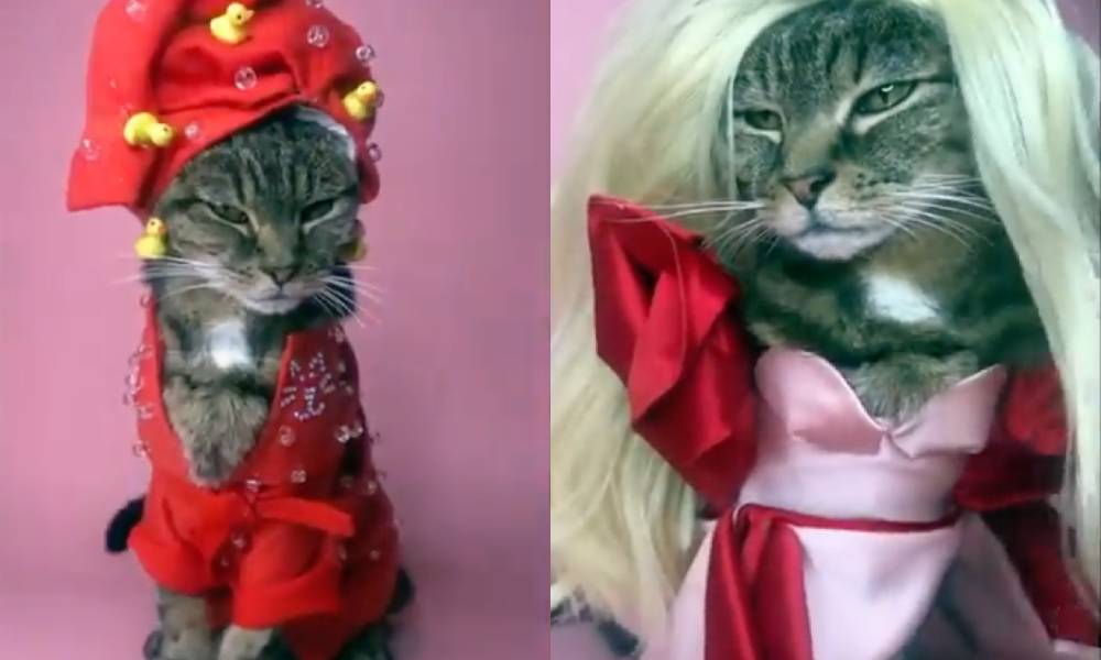 'RuPaws Drag Race' sees rescue cat recreate iconic Drag Race looks