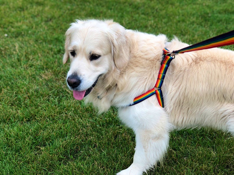 A rainbow dog harness. (Etsy/HideouslyBeautiful)