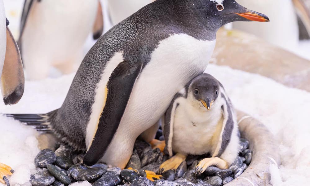 Gay Penguins Become Fabulous Uncles To Adorable New Chick