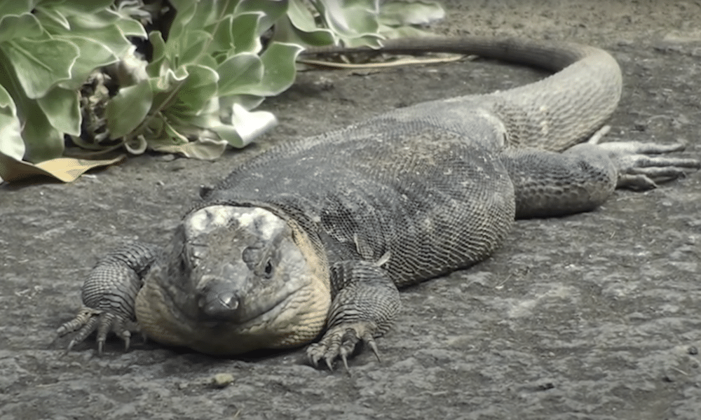 Giant lizards choke to death on condoms in Gran Canaria cruising spots picture