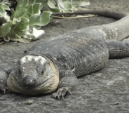 A Gran Canaria giant lizard