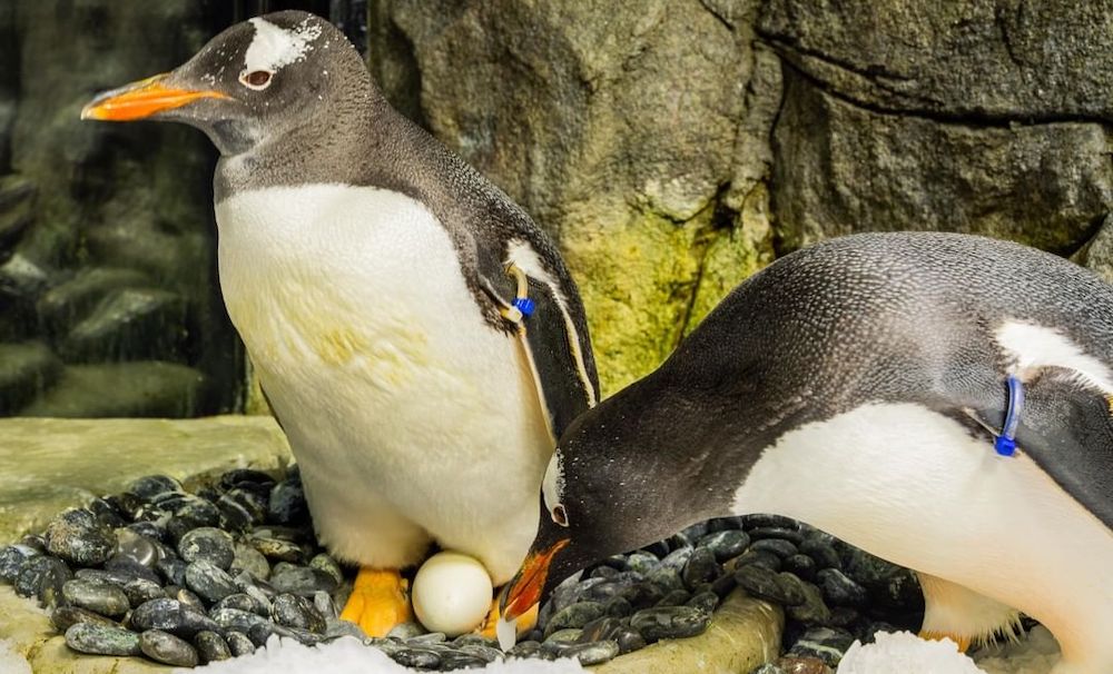 Gay Penguin Power Couple Sphen And Magic Celebrate Milestone