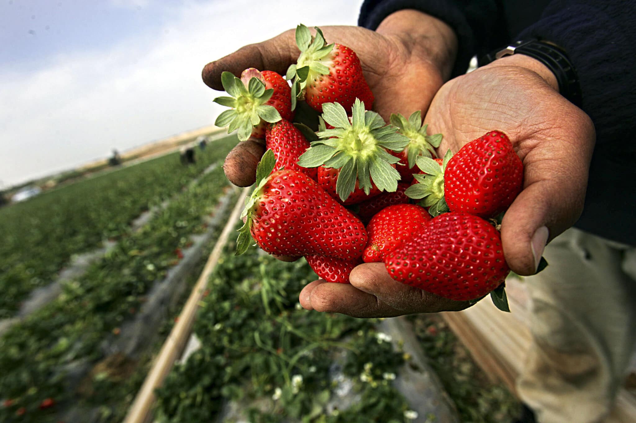 Hepatitis A outbreak linked to contaminated strawberries in US