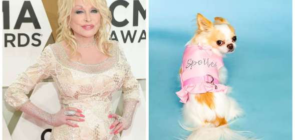 Dolly Parton has released a pet apparel and accessories line named Doggy Parton.