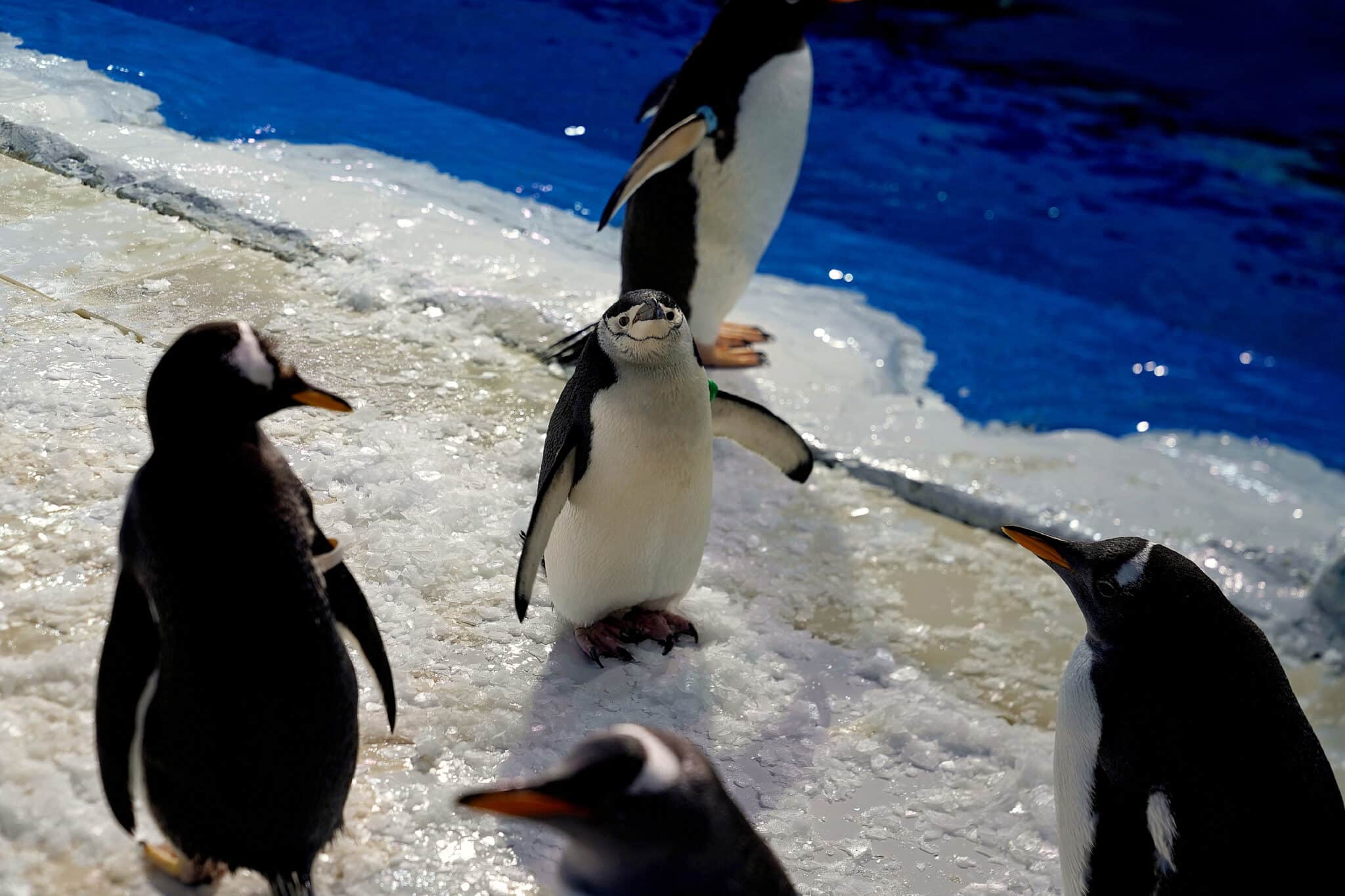 Gentoo penguins and Chinstrap penguins play at Harbin Polarland. 