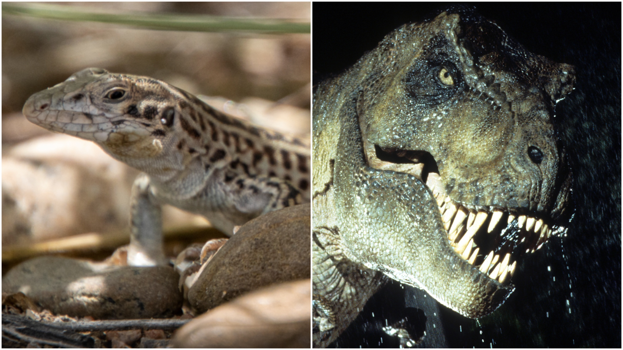 Lesbian gecko: how this New Mexico lizard became a queer icon