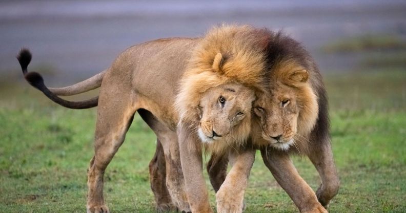 Two male lions snuggling