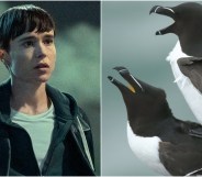Composite image shows Elliot Page, left, in a still from the Umbrella Academy. On the right are two razorbills mating on a cliff