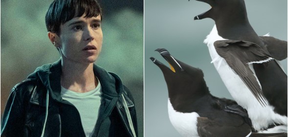 Composite image shows Elliot Page, left, in a still from the Umbrella Academy. On the right are two razorbills mating on a cliff