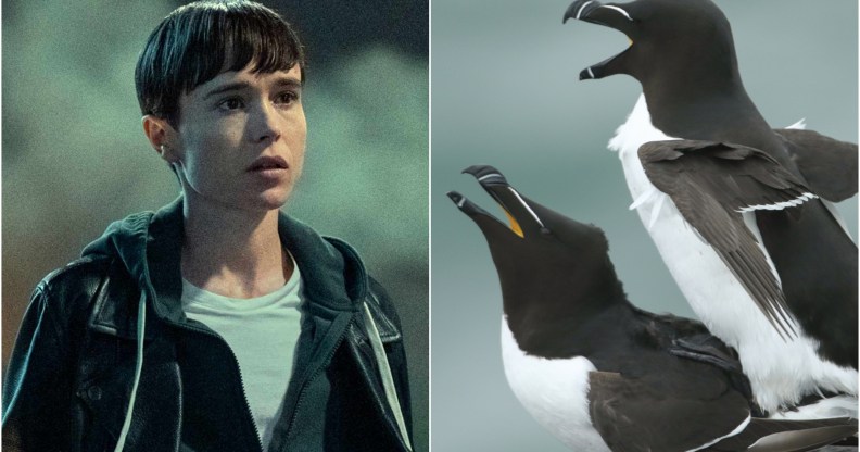 Composite image shows Elliot Page, left, in a still from the Umbrella Academy. On the right are two razorbills mating on a cliff