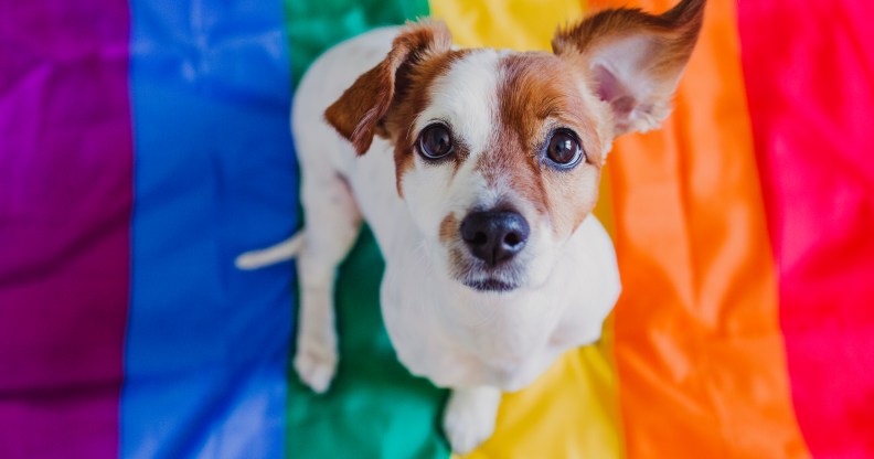 LGBTQ+ pet owners agree their pets improve their mental health