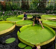 Kew Gardens employees looking at its lilypads