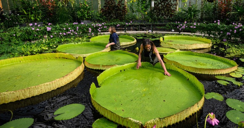 Kew Gardens employees looking at its lilypads