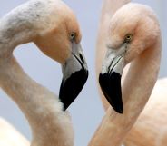 A pair of flamingos.