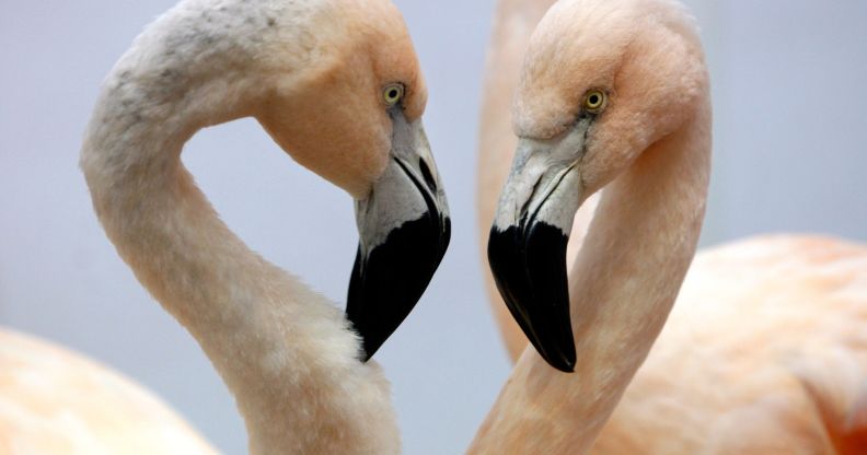 A pair of flamingos.