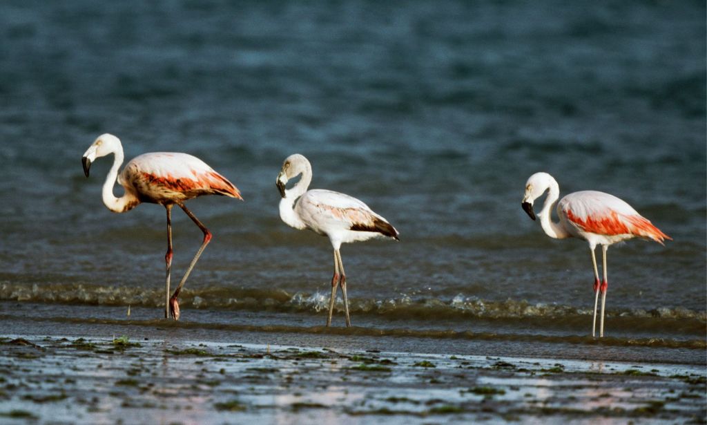 Chilean flamingos in the wild.