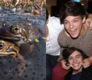 two frogs, one on top of the other, and Louis Tomlinson and Harry styles from One Direction sat close together