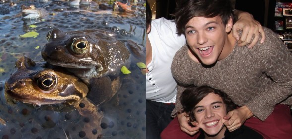 two frogs, one on top of the other, and Louis Tomlinson and Harry styles from One Direction sat close together