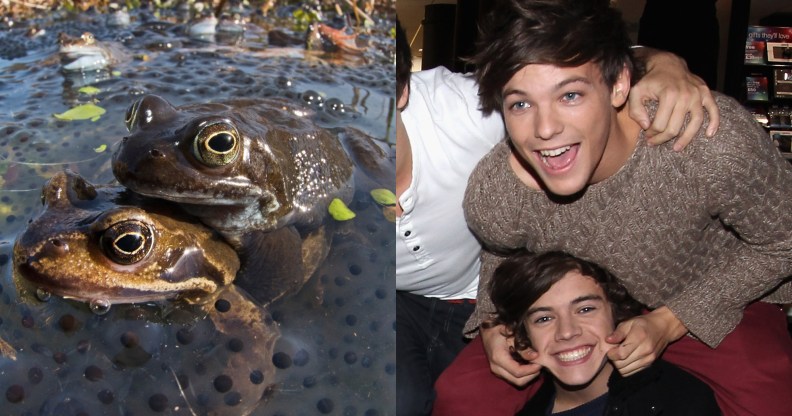 two frogs, one on top of the other, and Louis Tomlinson and Harry styles from One Direction sat close together