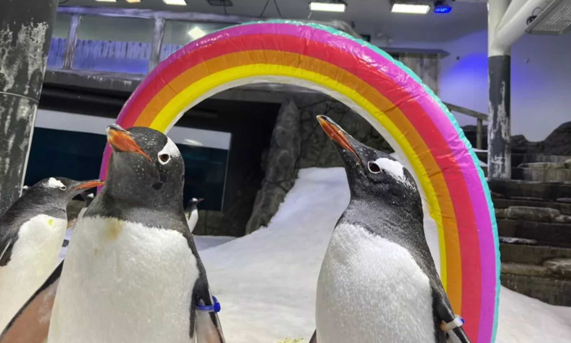 Sphen, one half of the world-famous gay penguin couple, dies at the age of 11