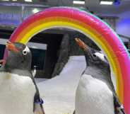 Gay penguins Sphen and Magic