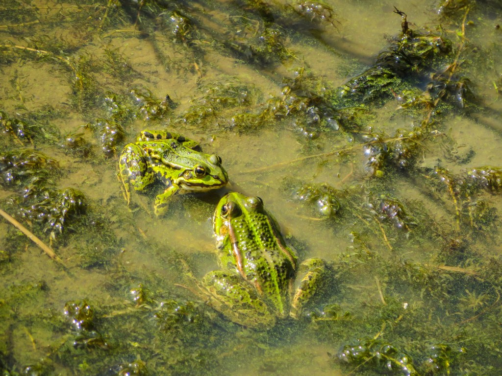 Two kissing frogs in Swamp