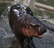 Moo Deng, a two-month-old female pygmy hippo who has recently become a viral internet sensation, is showered by a zookeeper at Khao Kheow Open Zoo in Chonburi province.