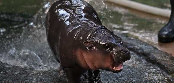 Moo Deng, a two-month-old female pygmy hippo who has recently become a viral internet sensation, is showered by a zookeeper at Khao Kheow Open Zoo in Chonburi province.