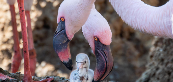 Two male Lesser flamingos tending to a chick. (San Diego Zoo Wildlife Alliance)