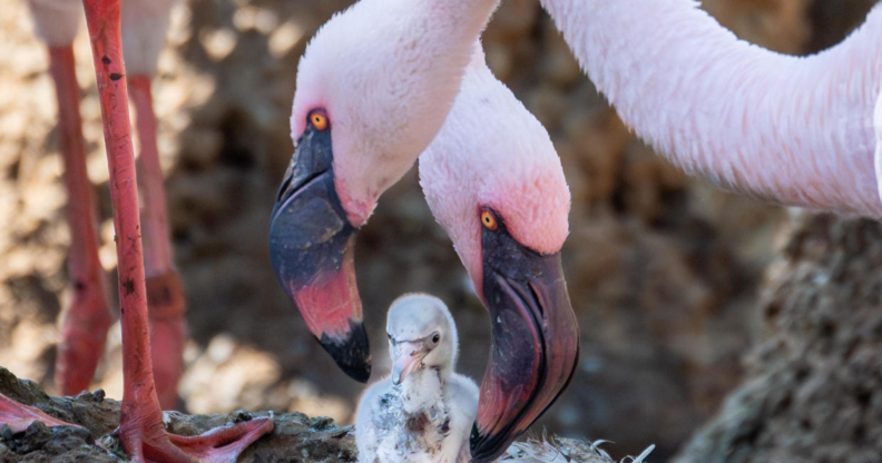 Two male Lesser flamingos tending to a chick. (San Diego Zoo Wildlife Alliance)