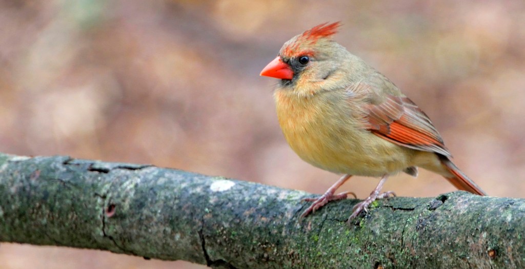 Female Cardinal, red beak but brown body, perched on a branch.