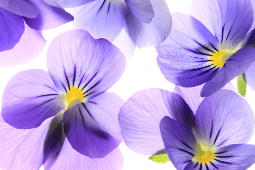 Close up of purple Viola flowers on white background