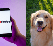 Split photo of the Tinder logo on a phone, and a Golden Retriever dog.