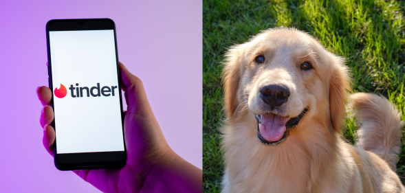 Split photo of the Tinder logo on a phone, and a Golden Retriever dog.