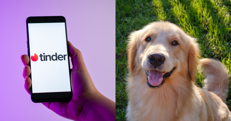 Split photo of the Tinder logo on a phone, and a Golden Retriever dog.