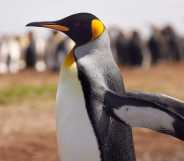 a king penguin stretching its wings