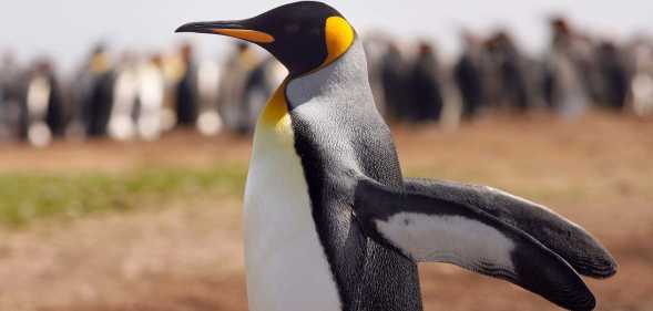 a king penguin stretching its wings